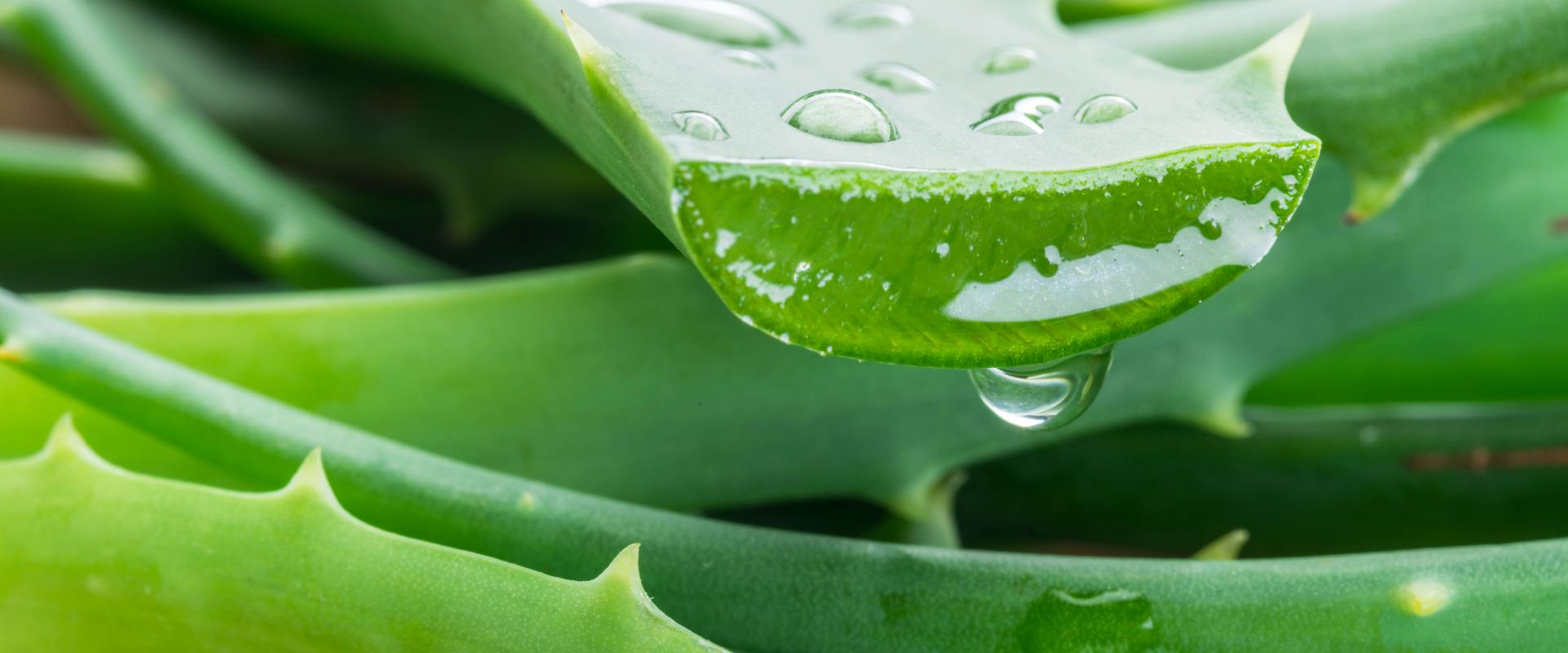 Aloe vera: beauty ingredient